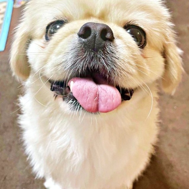 天然なところも魅力のひとつ。輝く笑顔が素敵なとろろくん（画像提供：ペキニーズのとろろさん）