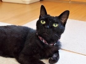 河川敷で保護されたボロボロな黒猫　今は仲間と平穏な暮らし