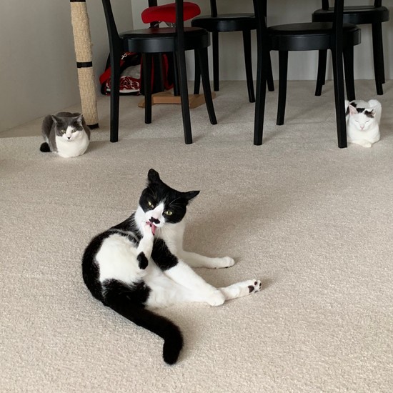 男子ひとりがんばる蘭丸「でも俺どんくさいとこもあるんだよ」（提供写真）