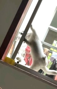 必死にベランダの窓を開けようとしている（代理人さん提供、Xよりキャプチャ撮影）