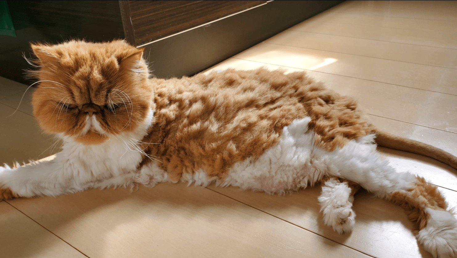 これはこれでかわいいのでは 画像提供：ぽぽにゃむと猫さん