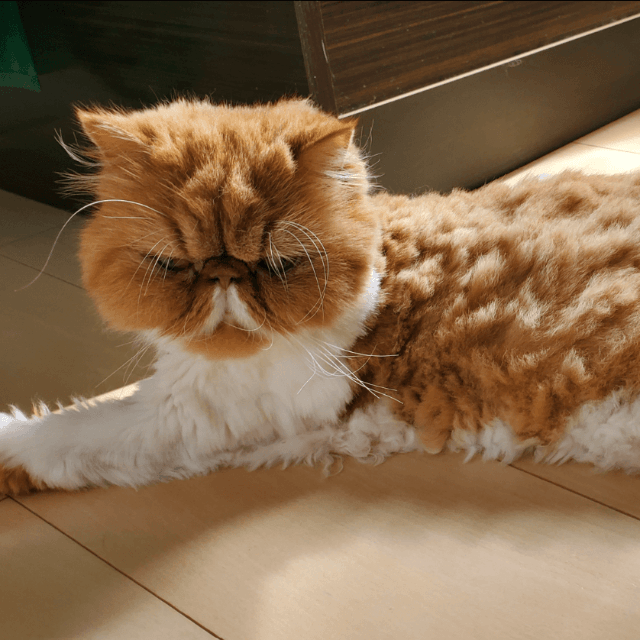 これはこれでかわいいのでは 画像提供：ぽぽにゃむと猫さん