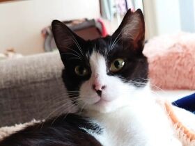 お呼びですかにゃ～　テーブルの下でくつろぐハチワレMIX猫「ひな」