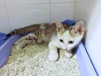 保護されたときのマルちゃん（画像提供：越南猫の日本暮らしさん）