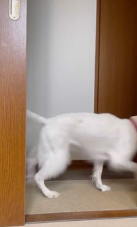 スタタタタッ！（動画からキャプチャー／提供：みのかさ さん @inekaratukutta）