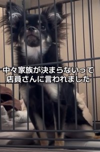 アピール下手でなかなか家族が決まらず、売れ残っていた・・・（「わんグルメ旅｜ちまき」さん提供、Instagramよりキャプチャ撮影）