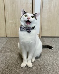 3歳を迎えたトルテくん（画像提供：トルぽたさん）