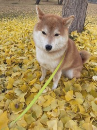 銀杏の絨毯の中で佇むハルちゃん（画像提供：柴犬ハルさん）