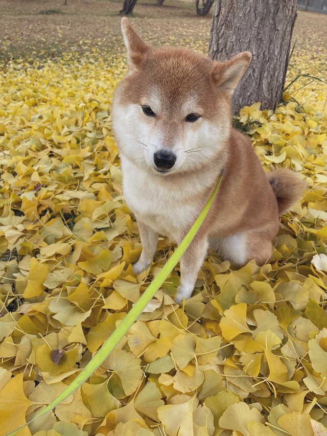 銀杏の絨毯の中で佇むハルちゃん（画像提供：柴犬ハルさん）