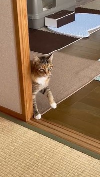 ゆっくりと歩く脳腫瘍で闘病中の猫の動画が話題に（うめのこんぶさん提供、Xよりキャプチャ撮影）