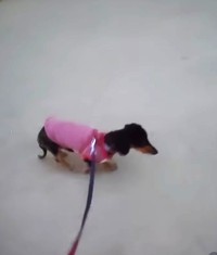 散歩中、軽やかに歩くテンちゃん（「ハッピースマイル」さん提供、Instagramよりキャプチャ撮影）