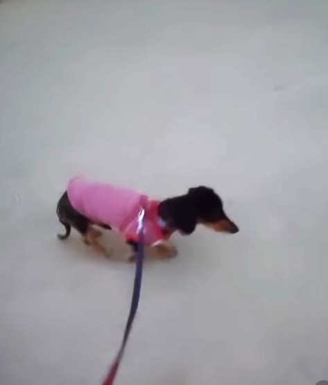 散歩中、軽やかに歩くテンちゃん（「ハッピースマイル」さん提供、Instagramよりキャプチャ撮影）