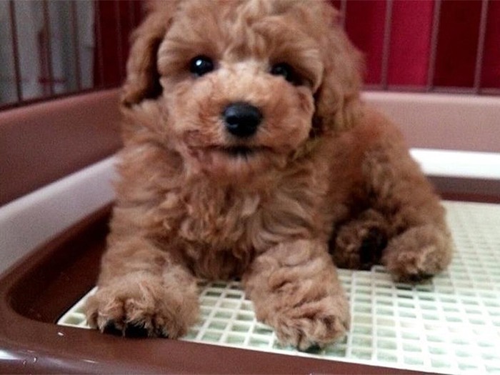 家に来たころのモカ