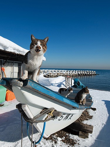 ゴローちゃんはニャーって言うと、笑ったような顔になる