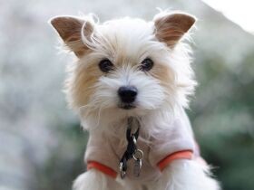 花より団子、桜よりさつまいも　ジャックラッセル「ベル」