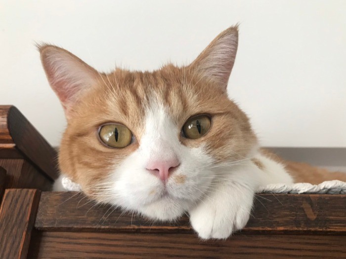 私をじっと見つめるごろりん