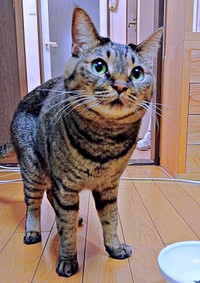 お刺身のサーモンを焼いてあげたらーー「おいしいお顔」になったコイモちゃん（画像提供：ぼんた（小熊香奈子）さん）