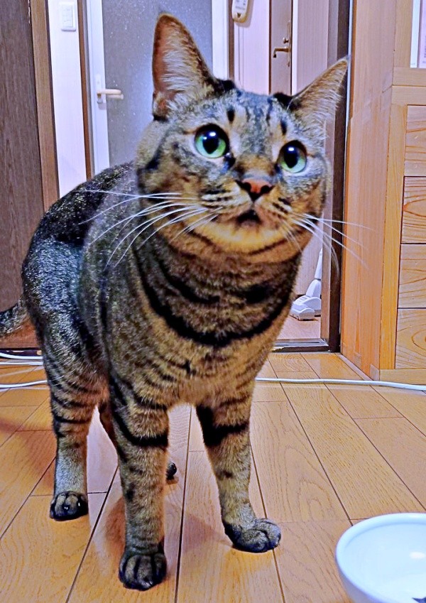 お刺身のサーモンを焼いてあげたらーー「おいしいお顔」になったコイモちゃん（画像提供：ぼんた（小熊香奈子）さん）