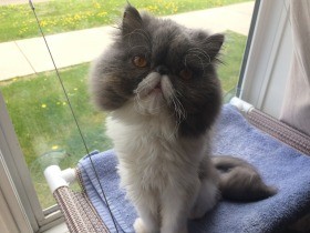 犬の兄貴、遊ぼうよ　気を引こうとするペルシャ猫「ひらめ」