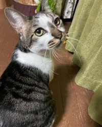 3ヶ月に一度は眼科に通っている＝santatogenさん提供
