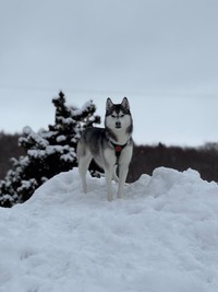 何かを訴える表情のムイくん（提供：ムイさん）