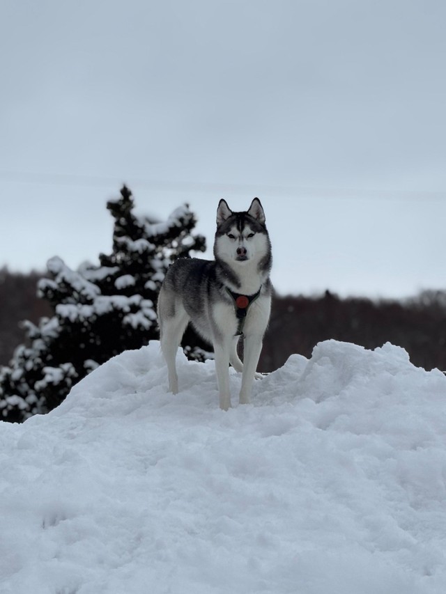 何かを訴える表情のムイくん（提供：ムイさん）