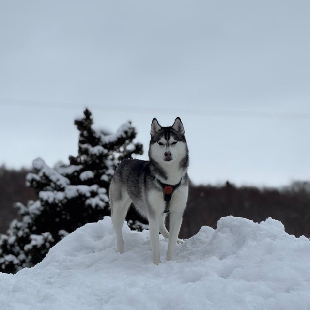 何かを訴える表情のムイくん（提供：ムイさん）
