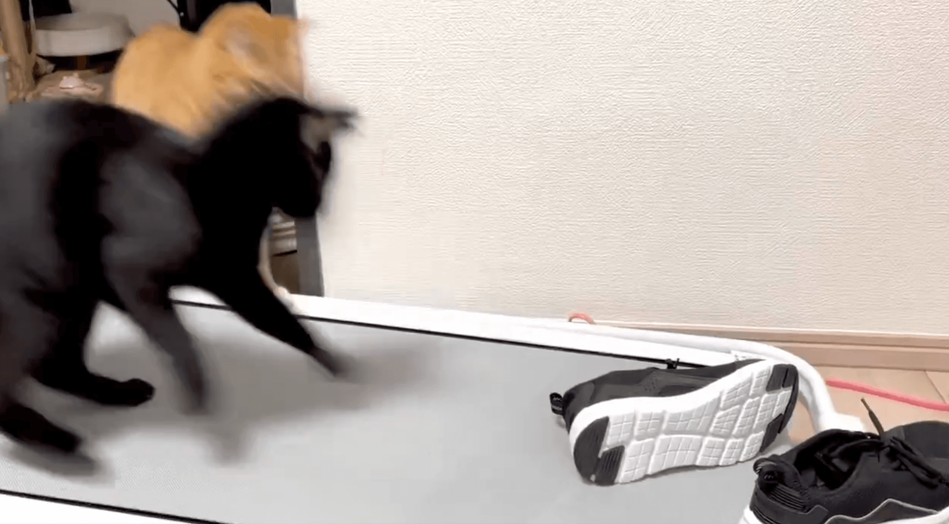 パンチを受けゆれるスニーカーに2匹ともビクッ！（なごさん提供）