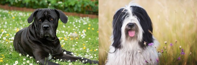 左：カネ・コルソ／右：チベタン・テリア（提供画像を組み合わせています）