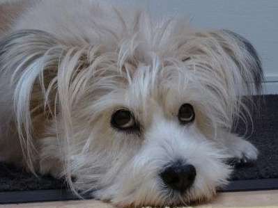 元捨て犬ムック、お母さんに拾われ、今は娘さんちに