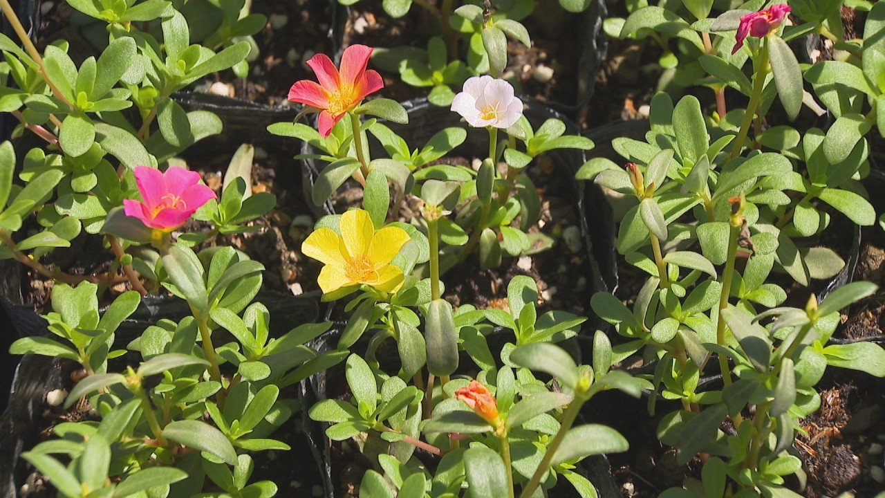 夏を鮮やかに Jr高松駅前に夏の花 ポーチュラカ 香川 Ksbニュース Ksb瀬戸内海放送