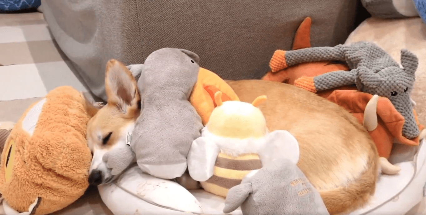 ぬいぐるみにくっついてグッスリ（飼い主さん提供）
