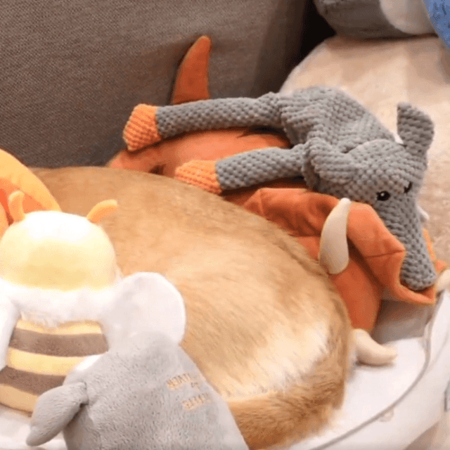 ぬいぐるみにくっついてグッスリ（飼い主さん提供）