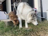 サラダバー（庭）を楽しむハスキーのシルビアちゃんと猫の大吉くん（提供：ハマジさん）