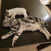新技「親猫の上に子猫寝」（提供：わらよも！アメショわらび&スコよもぎ さん）