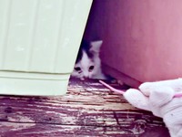 発見時、コンテナの隙間に隠れていたむぎちゃん（画像提供：あるくきくらげさん）