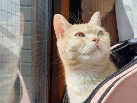 天気が良くて気持ちいいにゃ～　アメリカンショートヘア「うず丸」