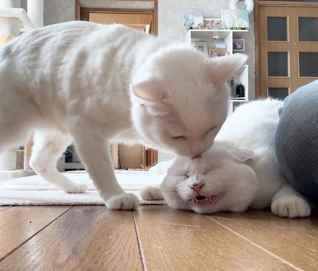 「やばい！噛まれる…」という表情のぷるちゃん（提供：しんばぷーさん）