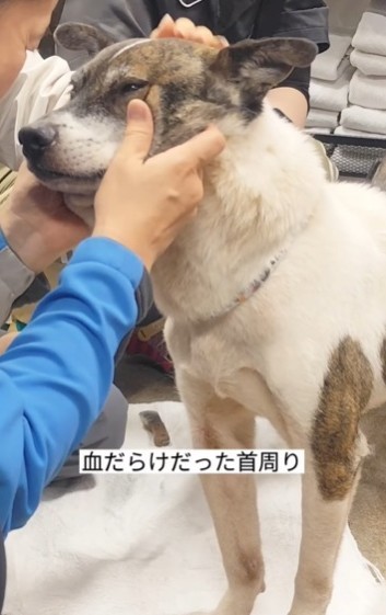 吊るし上げられたように首輪が締め付けられた痕跡があった（「グルーミングサロンHUGDOG」さん提供、Instagramよりキャプチャ撮影）