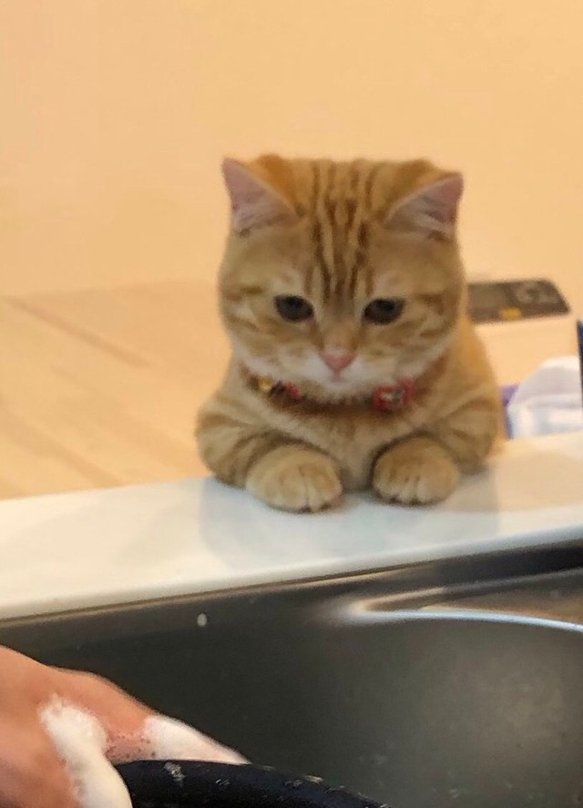 真剣な表情で洗い物を見守るぷーちゃん（提供：ぷっちょ🐈さん）
