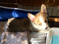 お迎え間もないころの閣下くん（画像提供：閣下と下僕さん）