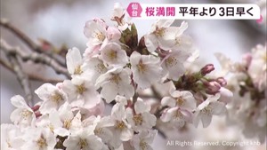 仙台で桜満開　平年より３日早く前年より１日遅い