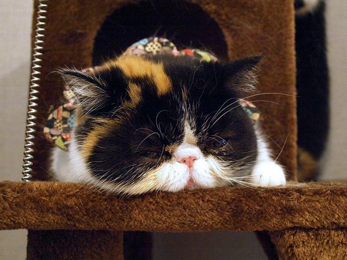 イクラの寝顔はパッと見、シュークリームのよう