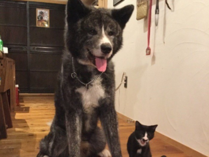 風雲丸（左）と雷蔵＝笠光生さん提供