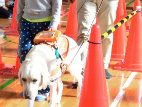 盲導犬と一緒に歩いてみたら「安心できた」　小学校で体験授業