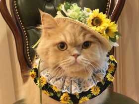 まん丸お目々とモッフモフしっぽ　ミヌエットの「ベル」