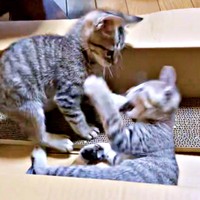 生後3カ月、箱の中でニャンプロするマオくん、モモくん（画像提供：ぽりぽりさん）