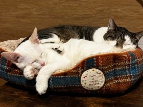 同じ人が育てたのになぜ？　保護猫３匹の個性の違いに笑いが絶えない