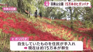 １５万本のヒガンバナ　宮城・大崎市の羽黒山公園で見ごろ迎える