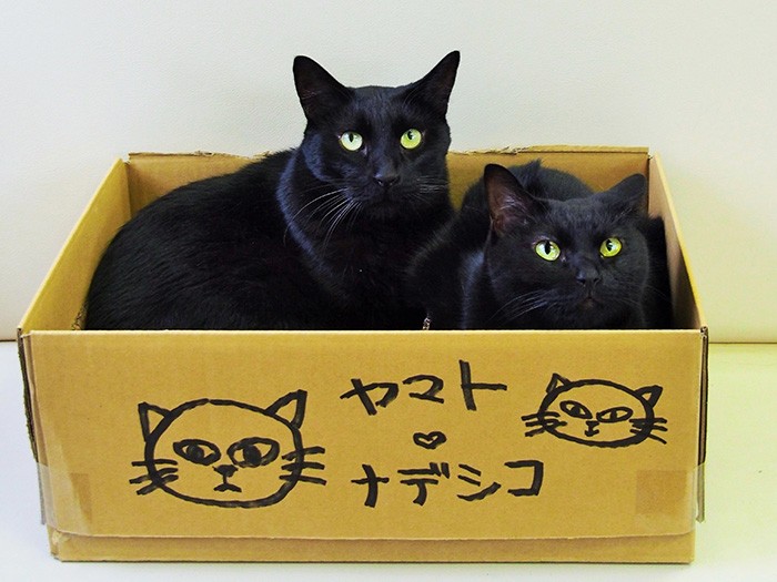 美佐さんのお店の看板猫、ヤマトとナデシコ